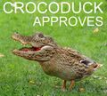 Crocoduck approves.