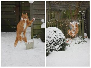 LOL Cats - Snowball Fight.jpg