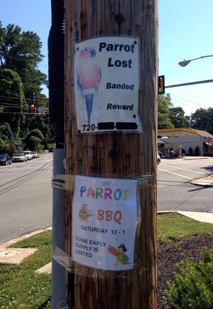 Parrotbbq.jpg