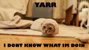 Yarrcat.jpg