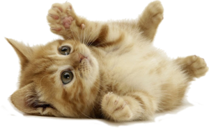 Kitty.png