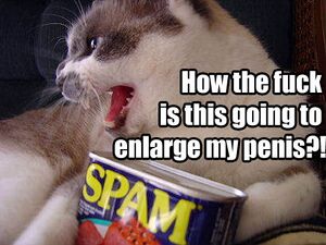 Spam cat.jpg