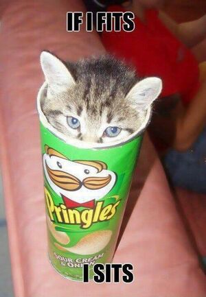 Pringles can cat.jpg
