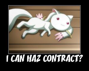 I can haz contact.jpg