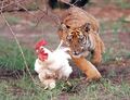 Cousin Tiger, on the other hand, enjoys chicken quite a lot