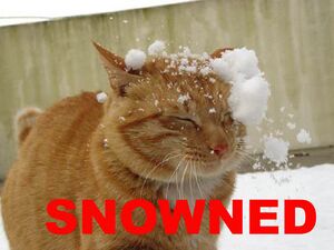 Snowned Cat.jpg