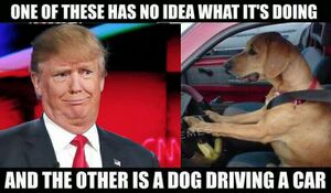 Dog Driving VS Trump.jpg