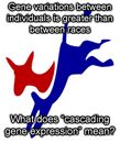 Gene variations between individuals is greater than between races, What does "cascading gene expression" mean?