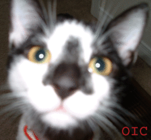 OICCAT.gif