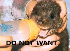 DonotwantOtter.jpg