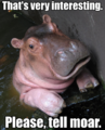 This hippopotamus is intrigued by your proposition and requires clarification.