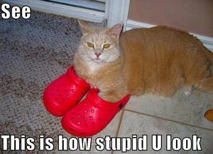 LOL Cats - Crocks.jpg