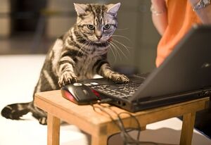 Stripey Computer Cat.jpg