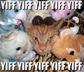 Yiffcat is not amused!