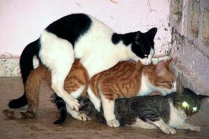 Cat sandwich.jpg