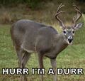 Hurr I'm a durr