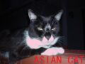 Asian cat is asian