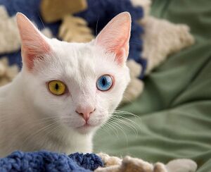 Odd-eyed-cat.jpg