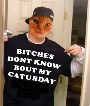 Bitches dont know caturday.jpg