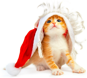 Christmas cat.PNG