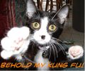 Kung fu cat will show you his moves!