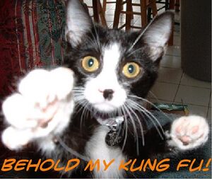 Kung fu cat.JPG