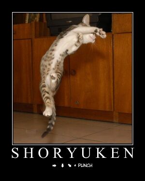 ShoRyuKen Cat.jpg