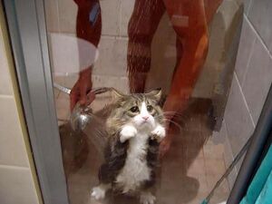 Shower cat.jpg