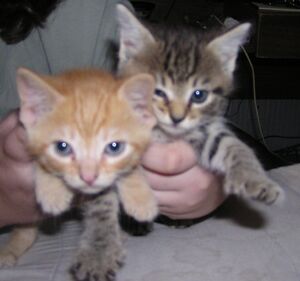 Berkeley and Ori.jpg