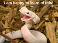 Happy Snake