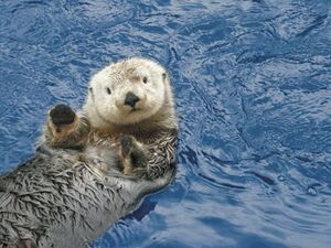 Seaotter.jpg