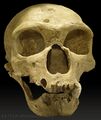 Typical neanderthal skull.