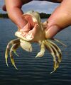 Hippocrab