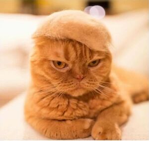 Trumpcat.jpg