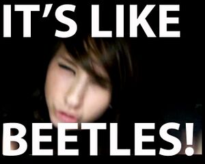 Boxxy its like beetles.jpg