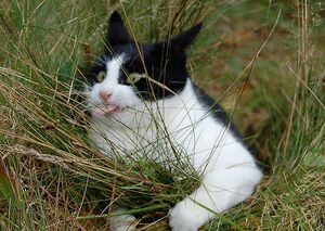 Grassderpcat.jpg