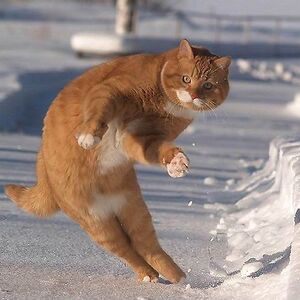 Skicat.jpg