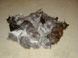 Kitten Pile.jpg