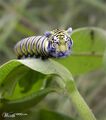 Tigerpillar