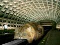 Monorail Cat working part time in the NYC Subway Station