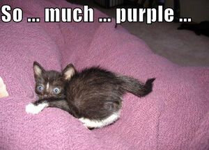 Purplecat.jpg