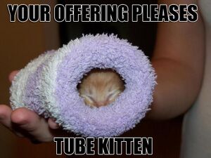 Tubekitten.jpg