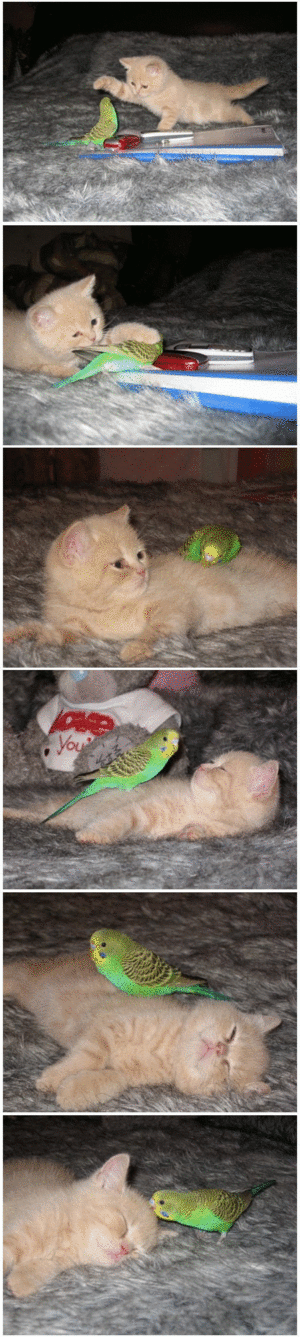 Bird and a cat daw.gif