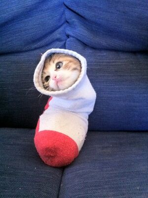 Sock cat.jpg